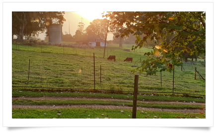 beer lahai roi courtyard 1